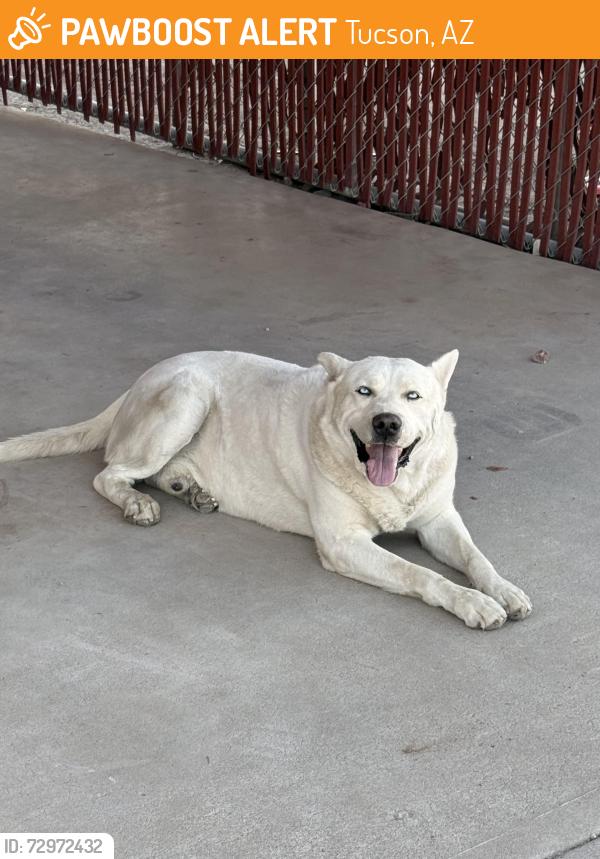 Found/Stray Male Dog last seen Sunset Blvd and Montana St, Tucson, AZ 85757