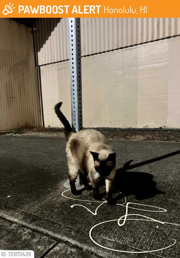 Found/Stray Unknown Cat last seen Coral Street (next to unmarked gym), Honolulu, HI 96813