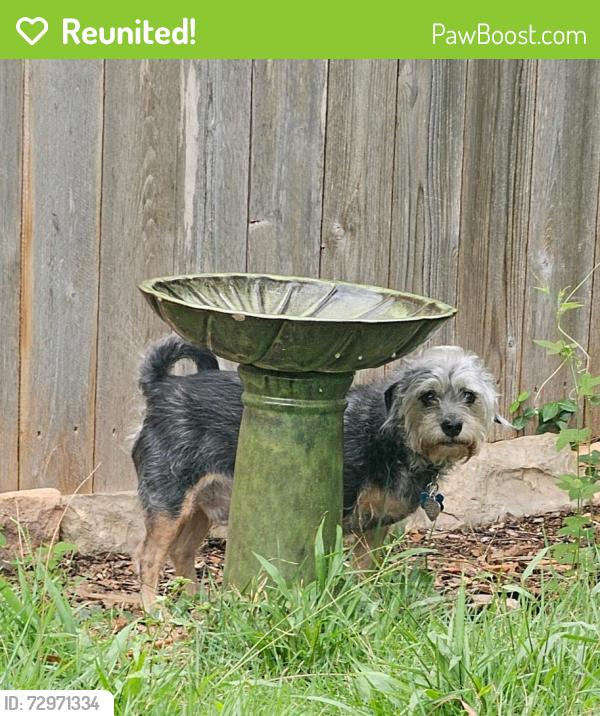 Reunited Male Dog last seen Heights Way (Shavano Heights Neighborhood) Lockhill Selma , San Antonio, TX 78230