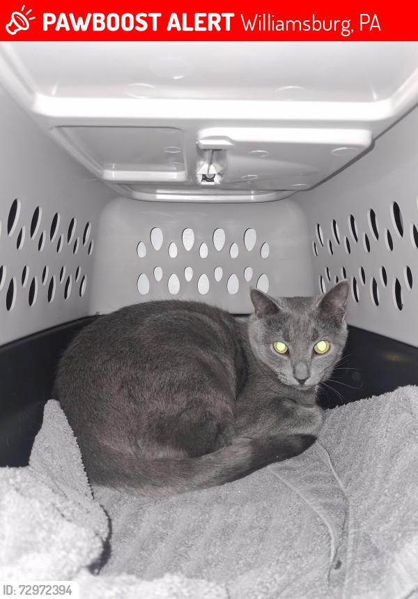 Lost Male Cat last seen Between West 2nd Street and Taylor Street Williamsburg pa 16693, Williamsburg, PA 16693