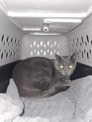 Lost Male Cat last seen Between West 2nd Street and Taylor Street Williamsburg pa 16693, Williamsburg, PA 16693