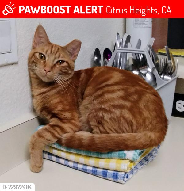 Lost Female Cat last seen Orange Dr and Antelope, Citrus Heights  CA, Citrus Heights, CA 95610