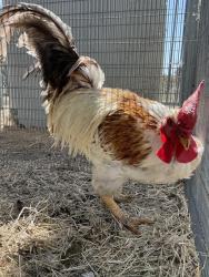 Shelter Stray Male Bird last seen Near BLOCK ONTARIO AVE, RIVERSIDE, CA, 6851 Van Buren Boulevard, Jurupa Valley, CA 92509, USA