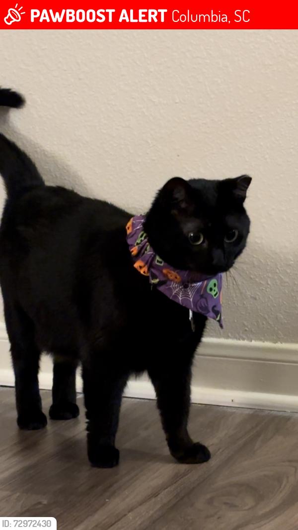 Lost Female Cat last seen Center for graduate studies of Columbia , Columbia, SC 29203