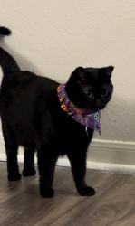 Lost Female Cat last seen Center for graduate studies of Columbia , Columbia, SC 29203