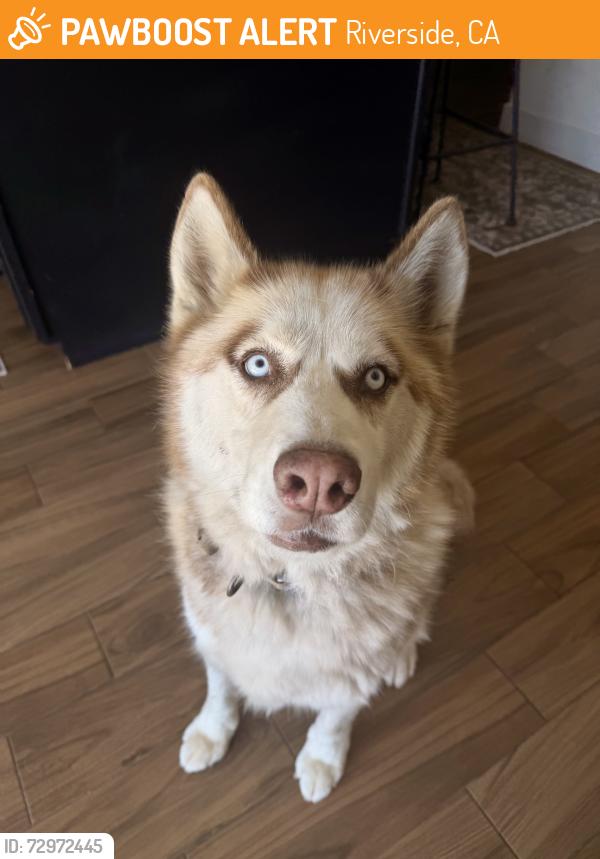 Found/Stray Male Dog last seen Wood Ave , Riverside, CA 92508
