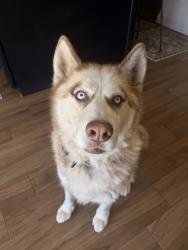 Found/Stray Male Dog last seen Wood Ave , Riverside, CA 92508