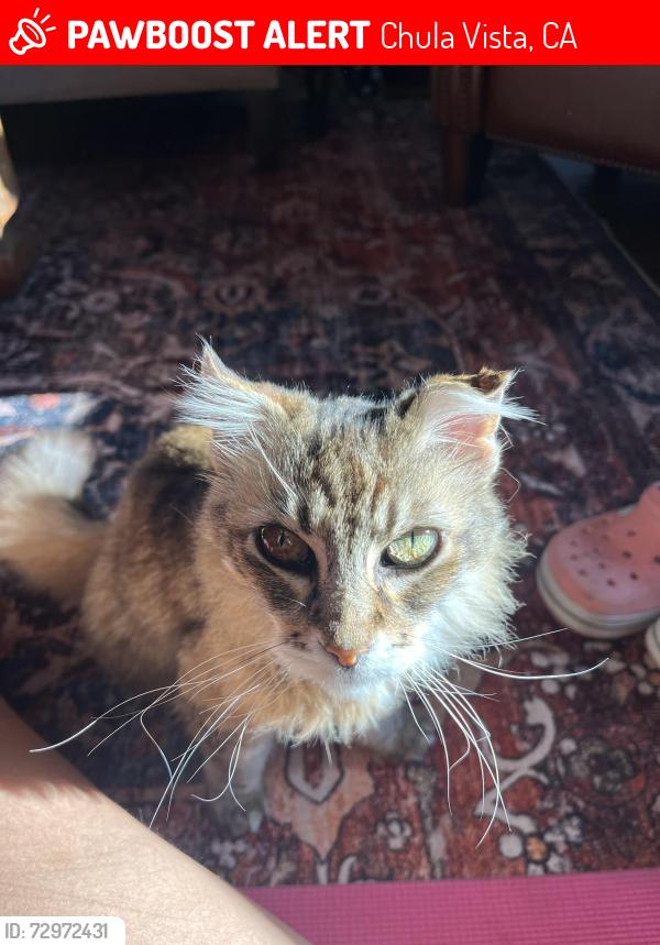 Lost Female Cat last seen Delmar and I st., Chula Vista, CA 91910