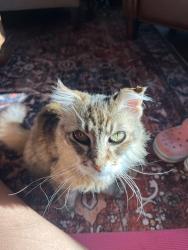 Lost Female Cat last seen Delmar and I st., Chula Vista, CA 91910