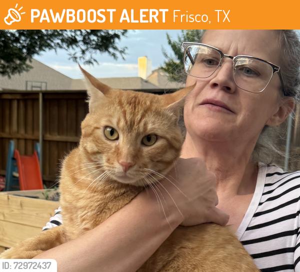 Found/Stray Male Cat last seen Ashmont Drive, Frisco TX, Frisco, TX 75035