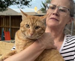 Found/Stray Male Cat last seen Ashmont Drive, Frisco TX, Frisco, TX 75035