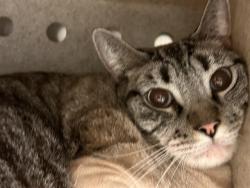 Shelter Stray Male Cat last seen Near BLOCK WELLS AVE, RIVERSIDE, CA, 6851 Van Buren Boulevard, Jurupa Valley, CA 92509, USA