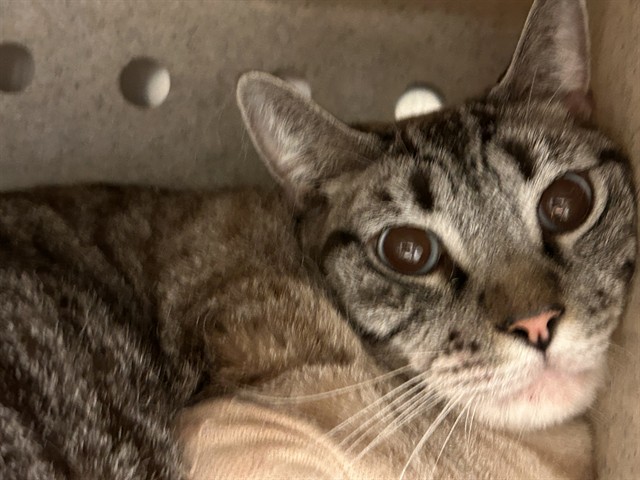 Shelter Stray Male Cat last seen Near BLOCK WELLS AVE, RIVERSIDE, CA, 6851 Van Buren Boulevard, Jurupa Valley, CA 92509, USA