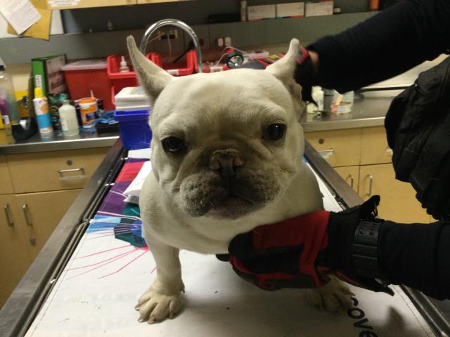 Shelter Stray Female Dog last seen Near BLOCK STOVER AVE, RIVERSIDE, CA, Jurupa Valley, CA 92509