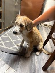 Found/Stray Male Dog last seen Hwy 701/65, Conway, SC 29526