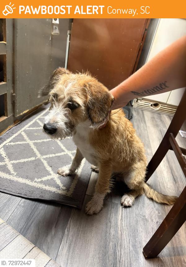 Found/Stray Male Dog last seen Hwy 701/65, Conway, SC 29526