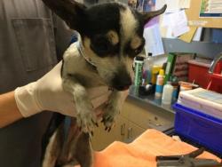 Shelter Stray Female Dog last seen NOVAK ST /34TH ST, JURUPA VALLEY CA, Jurupa Valley, CA 92509
