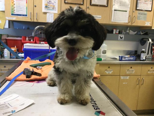 Shelter Stray Male Dog last seen Near BLOCK GILLIAM CT, RIVERSIDE CA 92501, Jurupa Valley, CA 92509