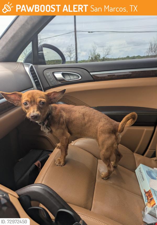 Found/Stray Unknown Dog last seen Near N Interstate 35, San Marcos, TX 78666, San Marcos, TX 78666