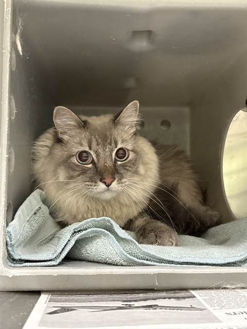 Shelter Stray Male Cat last seen Near BLOCK MONROE ST, LA QUINTA, CA, Thousand Palms, CA 92276
