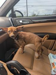 Found/Stray Unknown Dog last seen Near N Interstate 35, San Marcos, TX 78666, San Marcos, TX 78666