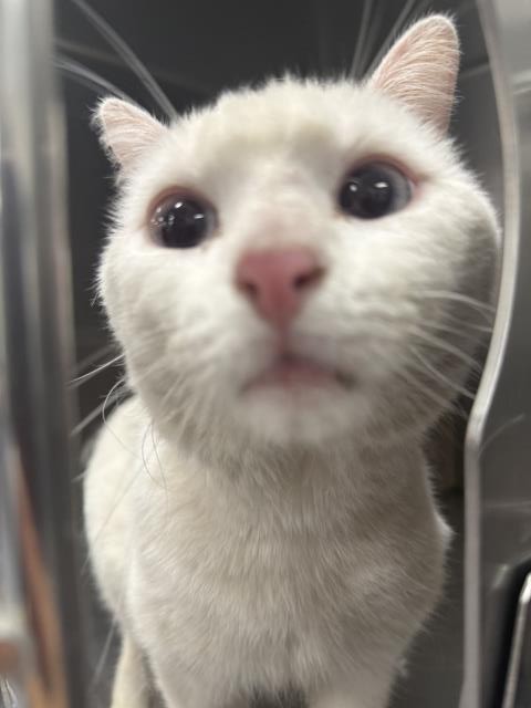 Shelter Stray Male Cat last seen Near BLOCK CLINTON ST, INDIO, CA, Thousand Palms, CA 92276