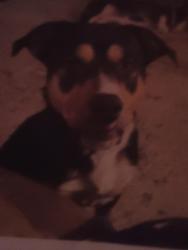 Lost Male Dog last seen Montclair , Pensacola, FL 32505