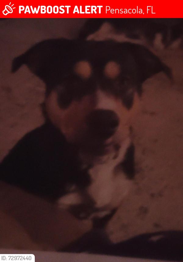 Lost Male Dog last seen Montclair , Pensacola, FL 32505