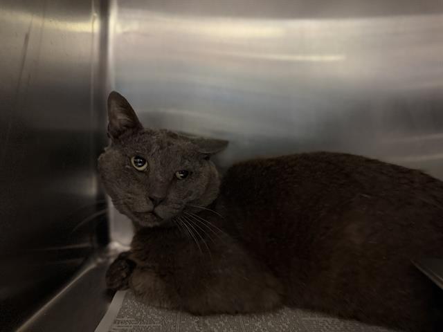 Shelter Stray Male Cat last seen Near BLOCK MAYBERRY AVE, HEMET CITY, San Jacinto, CA 92582, USA