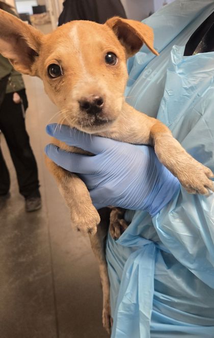 Shelter Stray Male Dog last seen W North Ave & S Marks Ave, Fresno Zone Fresno City A 93650, CA, 1510 W Dan Ronquillo Dr, Fresno, CA 93706, USA