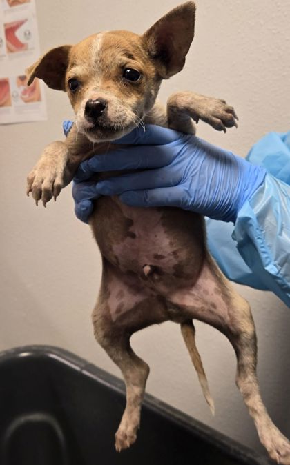 Shelter Stray Male Dog last seen W North Ave & S Marks Ave, Fresno Zone Fresno City A 93650, CA, 1510 W Dan Ronquillo Dr, Fresno, CA 93706, USA