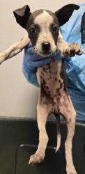 Shelter Stray Female Dog last seen W North Ave & S Marks Ave, Fresno Zone Fresno City A 93650, CA, 1510 W Dan Ronquillo Dr, Fresno, CA 93706, USA