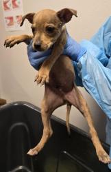 Shelter Stray Female Dog last seen W North Ave & S Marks Ave, Fresno Zone Fresno City A 93650, CA, 1510 W Dan Ronquillo Dr, Fresno, CA 93706, USA