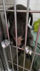 Shelter Stray Male Dog last seen Rancho Cordova, CA 95670, Sacramento, CA 95828