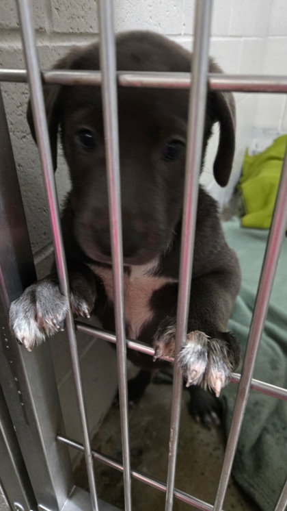 Shelter Stray Male Dog last seen Rancho Cordova, CA 95670, Sacramento, CA 95828