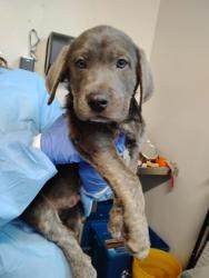 Shelter Stray Male Dog last seen Rancho Cordova, CA 95670, Sacramento, CA 95828
