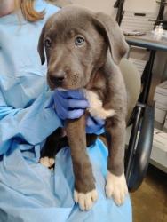 Shelter Stray Male Dog last seen Rancho Cordova, CA 95670, Sacramento, CA 95828