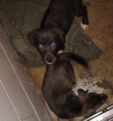 Shelter Stray Male Dog last seen Rancho Cordova, CA 95670, Sacramento, CA 95828