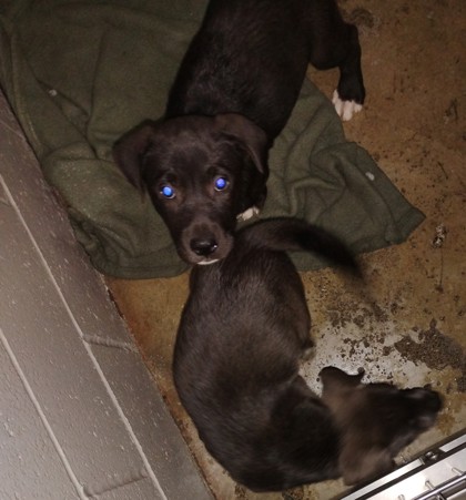 Shelter Stray Male Dog last seen Rancho Cordova, CA 95670, Sacramento, CA 95828