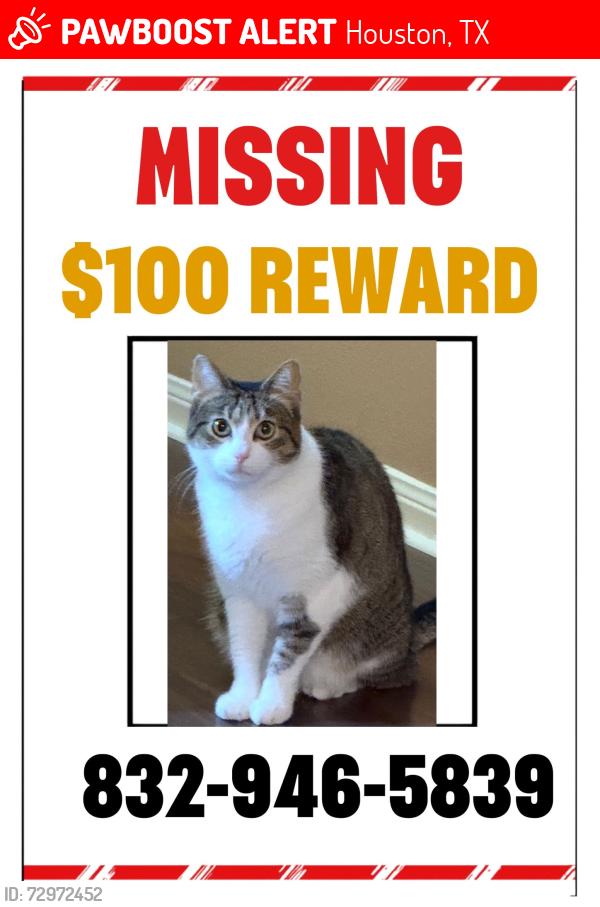 Lost Female Cat last seen Porter meadow ln houston , Houston, TX 77014