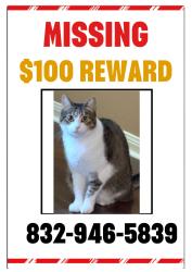 Lost Female Cat last seen Porter meadow ln houston , Houston, TX 77014