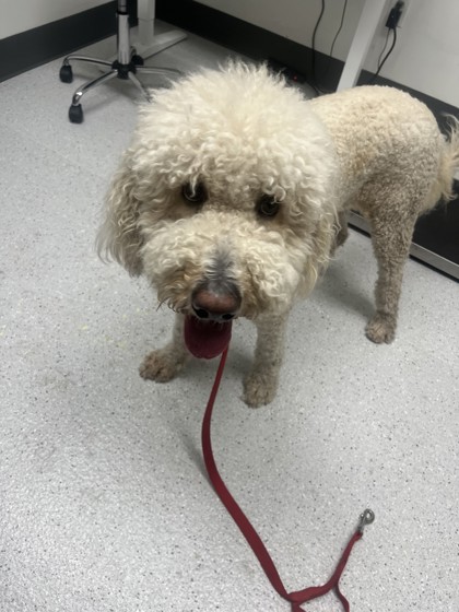 Shelter Stray Female Dog last seen , CA , Oakland, CA 94601