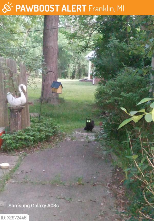 Found/Stray Unknown Cat last seen 14 mile and Telegraph , Franklin, MI 48025