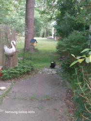 Found/Stray Unknown Cat last seen 14 mile and Telegraph , Franklin, MI 48025