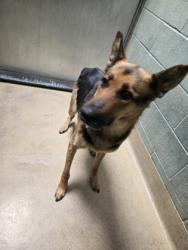 Shelter Stray Female Dog last seen Oakland, CA 94606, Oakland, CA 94601