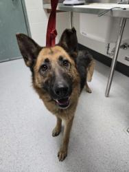 Shelter Stray Female Dog last seen Oakland, CA 94601, Oakland, CA 94601