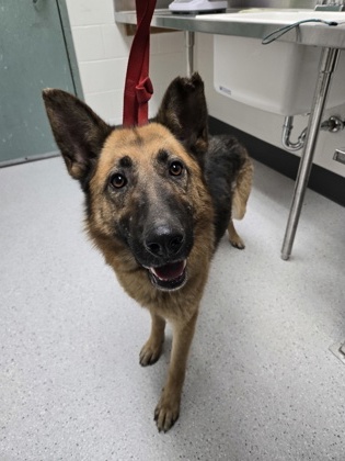Shelter Stray Female Dog last seen Oakland, CA 94601, Oakland, CA 94601