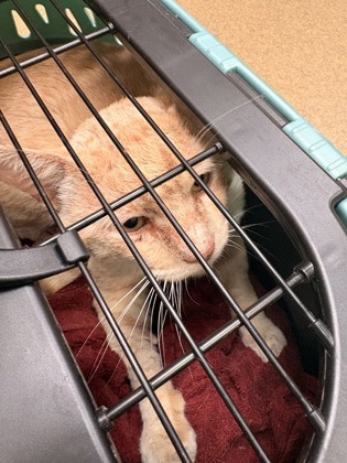 Shelter Stray Male Cat last seen Cedar Hill, TX 75104, Cedar Hill, TX 75104