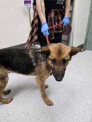 Shelter Stray Female Dog last seen Oakland, CA 94601, Oakland, CA 94601