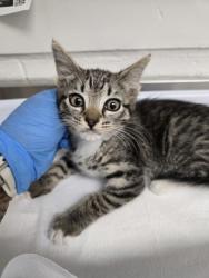 Shelter Stray Female Cat last seen 42nd and San Leandro Street, Oakland, CA, 1101 29th Ave, Oakland, CA 94601, USA